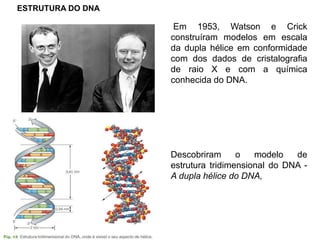 ESTRUTURA DO DNA
Em 1953, Watson e Crick
construíram modelos em escala
da dupla hélice em conformidade
com dos dados de cristalografia
de raio X e com a química
conhecida do DNA.
Descobriram o modelo de
estrutura tridimensional do DNA -
A dupla hélice do DNA,
 