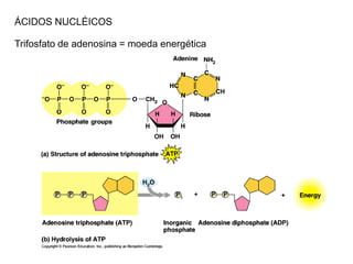 ÁCIDOS NUCLÉICOS
Trifosfato de adenosina = moeda energética
 