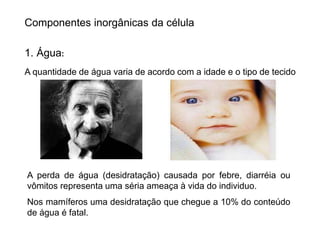 Componentes inorgânicas da célula
1. Água:
A quantidade de água varia de acordo com a idade e o tipo de tecido
A perda de água (desidratação) causada por febre, diarréia ou
vômitos representa uma séria ameaça à vida do individuo.
Nos mamíferos uma desidratação que chegue a 10% do conteúdo
de água é fatal.
 