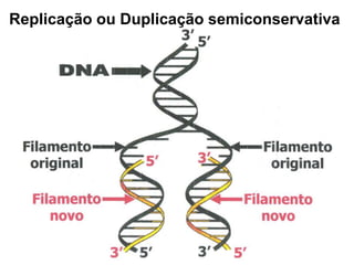 Replicação ou Duplicação semiconservativa
 