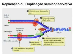 Replicação ou Duplicação semiconservativa
 