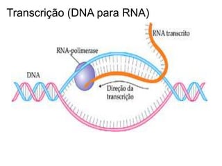 Transcrição (DNA para RNA)
 