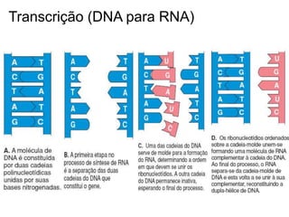 Transcrição (DNA para RNA)
 
