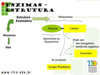 ENZIMAS –
ESTRUTURA
RNA
RNA
Estrutura
Estrutura
Enzimática
Enzimática
Ribozimas
Ribozimas
Se covalente
Apoenzima ou
Apoproteína
Grupo Prostético
Holoenzima
Cofator
Coenzima
Proteína
Pode ser:
• íon inorgânico
• molécula orgânica
 