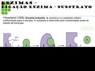 ENZIMAS –
LIGAÇÃO ENZIMA - SUBSTRATO
Koshland (1958): Encaixe Induzido ,
, enzima e o o substrato sofrem
conformação para o encaixe. O substrato é distorcido para conformação exata do
estado de transição.
 