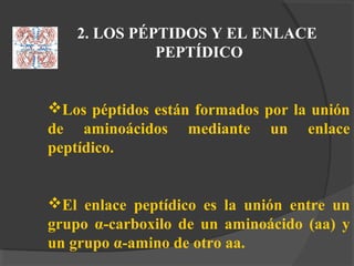 2. LOS PÉPTIDOS Y EL ENLACE
PEPTÍDICO
Los péptidos están formados por la unión
de aminoácidos mediante un enlace
peptídico.
El enlace peptídico es la unión entre un
grupo α-carboxilo de un aminoácido (aa) y
un grupo α-amino de otro aa.
 