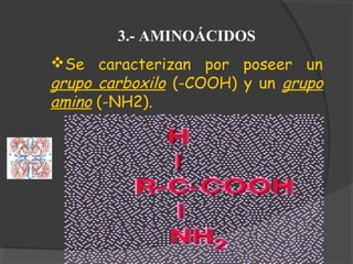 3.- AMINOÁCIDOS
Se caracterizan por poseer un
grupo carboxilo (-COOH) y un grupo
amino (-NH2).
 