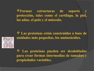 Formar estructuras de soporte y
protección, tales como el cartílago, la piel,
las uñas, el pelo y el músculo.
 Las proteínas están construidas a base de
unidades más pequeñas, los aminoácidos.
 Las proteínas pueden ser desdobladas
para crear formas intermedias de tamaños y
propiedades variables.
 