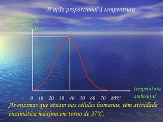 A ação proporcional à temperatura 0  10  20  30  40  50  60  70  80ºC temperatura ambiental Velocidade da ação enzimática As enzimas que atuam nas células humanas, têm atividade enzimática máxima em torno de 37ºC. 