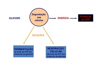 Degradação  nas células GLICOSE ENERGIA Produção de ATP REAÇÕES RESPIRAÇÃO  CELULAR (38 mols de ATP por molécula de glicose) FERMENTAÇÃO (2 mols de ATP por  molécula de glicose) 