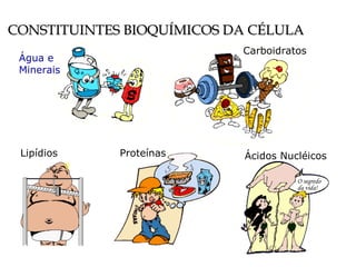 CONSTITUINTES BIOQUÍMICOS DA CÉLULA Água e  Minerais Carboidratos Proteínas Lipídios Ácidos Nucléicos O segredo da vida! 