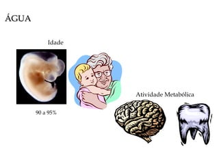 ÁGUA 90 a 95% Idade Atividade Metabólica 