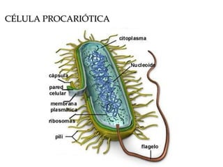 CÉLULA PROCARIÓTICA 
