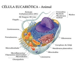 CÉLULA EUCARIÓTICA - Animal 