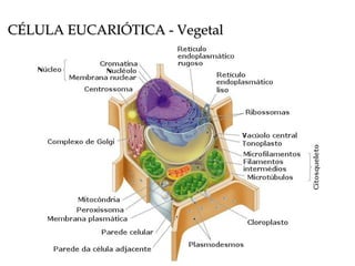CÉLULA EUCARIÓTICA - Vegetal 