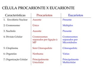 CÉLULA PROCARIONTE X EUCARIONTE Características   Procariotos   Eucariotos Envoltório Nuclear  2. Cromossomo 3. Nucléolo 4. Divisão Celular 5. Citoplasma 6. Organelas 7. Organização Celular Ausente Único Ausente Cromossomos separados por ligação à MP Sem Citoesqueleto Nenhuma Principalmente Unicelular Presente Múltiplos Presente Cromossomos separados por Microtúbulos Citoesqueleto Várias Principalmente Multicelular 