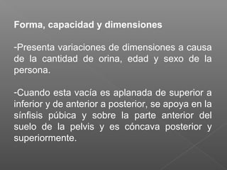 Forma, capacidad y dimensiones
-Presenta variaciones de dimensiones a causa
de la cantidad de orina, edad y sexo de la
persona.
-Cuando esta vacía es aplanada de superior a
inferior y de anterior a posterior, se apoya en la
sínfisis púbica y sobre la parte anterior del
suelo de la pelvis y es cóncava posterior y
superiormente.

 