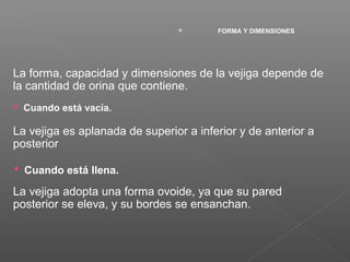 

FORMA Y DIMENSIONES

La forma, capacidad y dimensiones de la vejiga depende de
la cantidad de orina que contiene.
 Cuando está vacía.

La vejiga es aplanada de superior a inferior y de anterior a
posterior
 Cuando está llena.

La vejiga adopta una forma ovoide, ya que su pared
posterior se eleva, y su bordes se ensanchan.

 