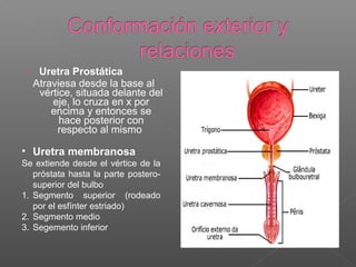 

Uretra Prostática
Atraviesa desde la base al
vértice, situada delante del
eje, lo cruza en x por
encima y entonces se
hace posterior con
respecto al mismo

• Uretra membranosa
Se extiende desde el vértice de la
próstata hasta la parte posterosuperior del bulbo
1. Segmento superior (rodeado
por el esfínter estriado)
2. Segmento medio
3. Segemento inferior

 