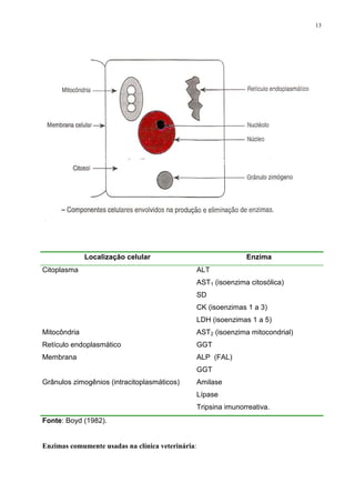 13
Localização celular Enzima
Citoplasma ALT
AST1 (isoenzima citosólica)
SD
CK (isoenzimas 1 a 3)
LDH (isoenzimas 1 a 5)
Mitocôndria AST2 (isoenzima mitocondrial)
Retículo endoplasmático GGT
Membrana ALP (FAL)
GGT
Grânulos zimogênios (intracitoplasmáticos) Amilase
Lípase
Tripsina imunorreativa.
Fonte: Boyd (1982).
Enzimas comumente usadas na clínica veterinária:
 