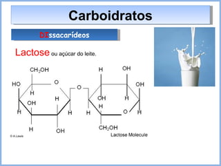 Carboidratos DI ssacarídeos Lactose  ou açúcar do leite. 