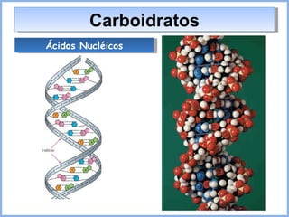 Carboidratos Ácidos Nucléicos 