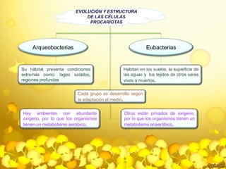 EVOLUCIÓN Y ESTRUCTURA 
DE LAS CÉLULAS 
PROCARIOTAS 
Arqueobacterias Eubacterias 
. 
Cada grupo se desarrollo según 
la adaptación al medio. 
Hay ambientes con abundante 
oxígeno, por lo que los organismos 
tienen un metabolismo aeróbico. 
Otros están privados de oxígeno, 
por lo que los organismos tienen un 
metabolismo anaeróbico. 
 