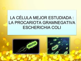 LA CÉLULA MEJOR ESTUDIADA : 
LA PROCARIOTA GRAMNEGATIVA 
ESCHERICHIA COLI 
 