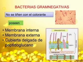 BACTERIAS GRAMNEGATIVAS 
No se tiñen con el colorante 
poseen 
• Membrana interna 
• Membrana externa 
• Cubierta delgada de 
peptidoglucano 
 