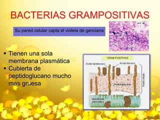 BACTERIAS GRAMPOSITIVAS 
Su pared celular capta el violeta de genciana 
 Tienen una sola 
membrana plasmática 
 Cubierta de 
peptidoglucano mucho 
mas gruesa 
 