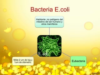 Bacteria E.coli 
Habitante ,no patógeno del 
intestino del ser humano y 
otros mamíferos 
Eubacteria Mide 2 um de log y 
1um de diámetro. 
 