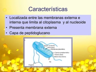 Características 
• Localizada entre las membranas externa e 
interna que limita al citoplasma y al nucleoide 
• Presenta membrana externa 
• Capa de peptidoglucano 
 