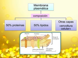 Membrana 
plasmática 
50% proteínas 50% lípidos 
Otras capas 
«envoltura 
celular» 
composición 
 