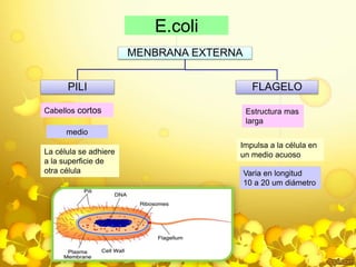 E.coli 
MENBRANA EXTERNA 
PILI FLAGELO 
Cabellos cortos 
medio 
La célula se adhiere 
a la superficie de 
otra célula 
Estructura mas 
larga 
Impulsa a la célula en 
un medio acuoso 
Varia en longitud 
10 a 20 um diámetro 
 