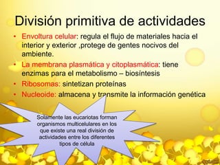 División primitiva de actividades 
• Envoltura celular: regula el flujo de materiales hacia el 
interior y exterior ,protege de gentes nocivos del 
ambiente. 
• La membrana plasmática y citoplasmática: tiene 
enzimas para el metabolismo – biosíntesis 
• Ribosomas: sintetizan proteínas 
• Nucleoide: almacena y transmite la información genética 
Solamente las eucariotas forman 
organismos multicelulares en los 
que existe una real división de 
actividades entre los diferentes 
tipos de célula 
 
