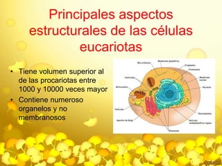Principales aspectos 
estructurales de las células 
eucariotas 
• Tiene volumen superior al 
de las procariotas entre 
1000 y 10000 veces mayor 
• Contiene numeroso 
organelos y no 
membranosos 
 