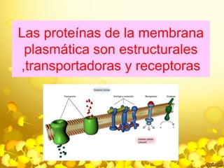 Las proteínas de la membrana 
plasmática son estructurales 
,transportadoras y receptoras 
 