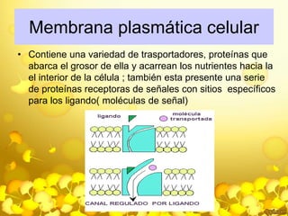 Membrana plasmática celular 
• Contiene una variedad de trasportadores, proteínas que 
abarca el grosor de ella y acarrean los nutrientes hacia la 
el interior de la célula ; también esta presente una serie 
de proteínas receptoras de señales con sitios específicos 
para los ligando( moléculas de señal) 
 