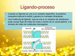Ligando-proceso 
• Cuando un ligando se une a su receptor especifico ,la proteína 
receptora traduce la señal y genera un mensaje intracelular. 
• Una molécula de ligando que se une a un receptor de membrana 
pude causar flujo de miles de iones a través de un canal abierto, o la 
síntesis de miles de moléculas mensajeras 
 
