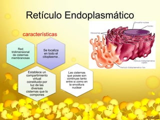 Retículo Endoplasmático 
características 
Se localiza 
en todo el 
citoplasma , 
Red 
tridimensional 
de cisternas 
membranosas 
Establece un 
compartimiento 
virtual 
constituido por 
luz de las 
diversas 
cisternas que lo 
compones 
Las cisternas 
que posee son 
continuas tanto 
entre si como en 
la envoltura 
nuclear 
 
