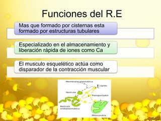 Funciones del R.E 
Mas que formado por cisternas esta 
formado por estructuras tubulares 
Especializado en el almacenamiento y 
liberación rápida de iones como Ca 
El musculo esquelético actúa como 
disparador de la contracción muscular 
 