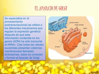 EL APARATO DE GOLGI 
Se especializa en el 
procesamiento 
postranscripcional (se refiere a 
los diferentes mecanismos que 
regulan la expresión genética 
después de que esta 
información contenida en los 
genes (ADN) ha sido transcrita 
al ARNm. Casi todas las células 
eucariotas presentan cisternas 
membranosas llamadas 
dictiosomas, estos se conectan 
y forman el Aparato de Golgi 
 