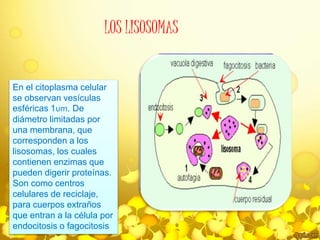 LOS LISOSOMAS 
En el citoplasma celular 
se observan vesículas 
esféricas 1um. De 
diámetro limitadas por 
una membrana, que 
corresponden a los 
lisosomas, los cuales 
contienen enzimas que 
pueden digerir proteínas. 
Son como centros 
celulares de reciclaje, 
para cuerpos extraños 
que entran a la célula por 
endocitosis o fagocitosis. 
 