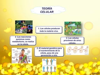 TEORÍA 
CELULAR 
1. Las células producen 
toda la materia viva. 
2. Las células 
provienen de otras 
células. 
3. El material genético para 
el mantenimiento de la 
célula, pasa de una 
generación a otra. 
2. Las reacciones 
químicas como 
metabolismo, se realiza 
en la célula. 
 