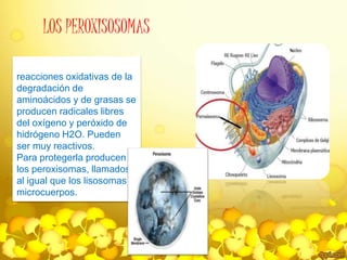 LOS PEROXISOSOMAS 
Durante algunas de las 
reacciones oxidativas de la 
degradación de 
aminoácidos y de grasas se 
producen radicales libres 
del oxígeno y peróxido de 
hidrógeno H2O. Pueden 
ser muy reactivos. 
Para protegerla producen 
los peroxisomas, llamados 
al igual que los lisosomas 
microcuerpos. 
 