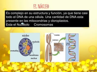 EL NÚCLEO 
Es complejo en su estructura y función, ya que tiene casi 
todo el DNA de una célula. Una cantidad de DNA esta 
presente en las mitocondrias y cloroplastos. 
Esta el Nucléolo Cromosomas 
 