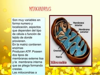 MITOCONDRIAS 
Son muy variables en 
forma numero y 
localización, aspectos 
que dependen del tipo 
de célula o función de 
tejido de donde 
provienen. 
En la matriz contienen 
enzimas 
Producen ATP. Poseen 
dos tipos de 
membranas externe lisa 
y la membrana interna 
que se pliega formando 
crestas. 
Las mitocondrias a 
diferencia de otros 
 
