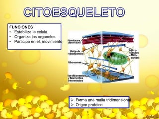 FUNCIONES 
• Estabiliza la celula. 
• Organiza los organelos. 
• Participa en el. movimiento 
 Forma una malla tridimensional 
 Origen proteico 
 