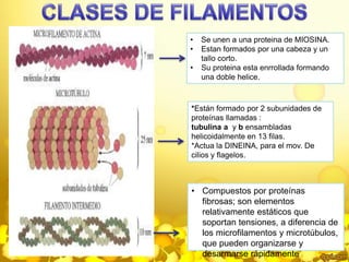 • Se unen a una proteina de MIOSINA. 
• Estan formados por una cabeza y un 
tallo corto. 
• Su proteina esta enrrollada formando 
una doble helice. 
*Están formado por 2 subunidades de 
proteínas llamadas : 
tubulina a y b ensambladas 
helicoidalmente en 13 filas. 
*Actua la DINEINA, para el mov. De 
cilios y flagelos. 
• Compuestos por proteínas 
fibrosas; son elementos 
relativamente estáticos que 
soportan tensiones, a diferencia de 
los microfilamentos y microtúbulos, 
que pueden organizarse y 
desarmarse rápidamente 
 