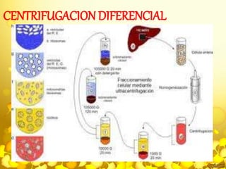 CENTRIFUGACION DIFERENCIAL 
 